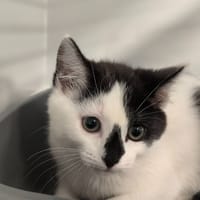 TIKA, chatte à adopter