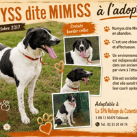 MIMISS, chienne à adopter