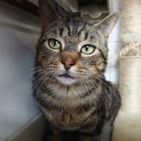 ENAID, chat à adopter