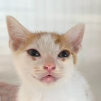 Guizmo, chat à adopter
