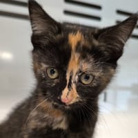TIKY, chatte à adopter