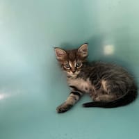 YOUPA, chatte à adopter