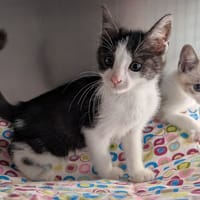 Ebène, chat à adopter