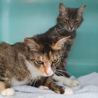 STILLA CHA, chatte à adopter