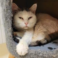 PAB28924 JOY, chatte à adopter