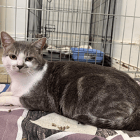 PETIT GRIS, chat à adopter