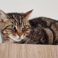 OLLIVER, chat à adopter
