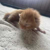 WHAT, chat à adopter