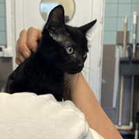 SKATE, chat à adopter