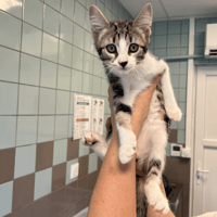 KICK, chatte à adopter