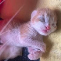CALOR, chat à adopter