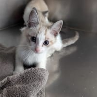 Néon, chat à adopter