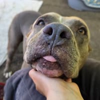 Aureka, chienne à adopter