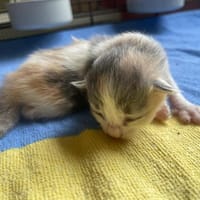 CASSIOPEE, chatte à adopter