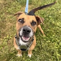 Keops, chien à adopter