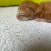 WHY, chatte à adopter