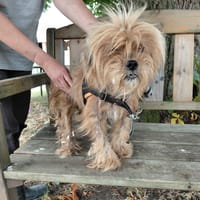 PAULETTE, chienne à adopter