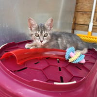 Tchikita, chatte à adopter