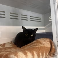 BLACK PEARL, chat à adopter