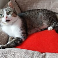 FLOCON, chatte à adopter
