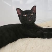 Céleste, chatte à adopter