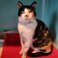 Bloody, chatte à adopter