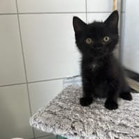 BAGHERA, chat à adopter