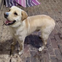 SAMY, chien à adopter