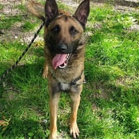 VALJEAN (OAA19982), chien à adopter
