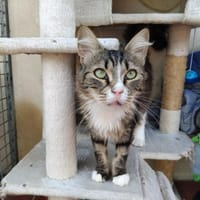 Aurora pab28919, chatte à adopter