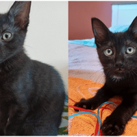 NOUGATINE, chatte à adopter