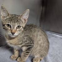 Gambette, chatte à adopter