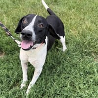 Oscar, chien à adopter
