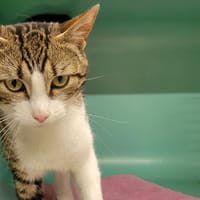 ZANE PAB28909, chat à adopter