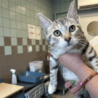 MIO, chat à adopter