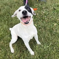 Filou, chien à adopter