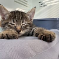 LEO, chat à adopter
