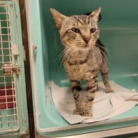 LINDA PAB28907, chatte à adopter