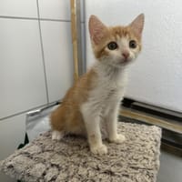 NAIA, chatte à adopter