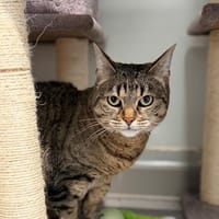 PERLE, chatte à adopter