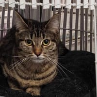 LAURYN dit Kikinette, chatte à adopter