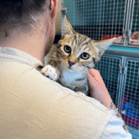 LYO, chatte à adopter
