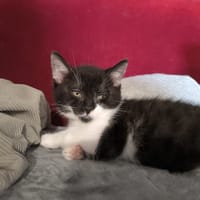 KINDER, chatte à adopter