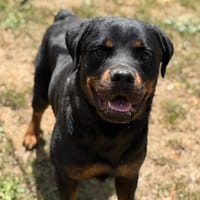 Vadia CAA15515, chienne à adopter