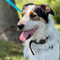 Loucky, chien à adopter
