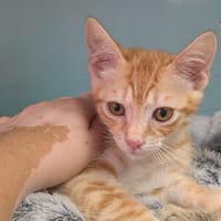 Biscuit [Chaton], chat à adopter