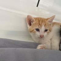 ABRICOT, chat à adopter