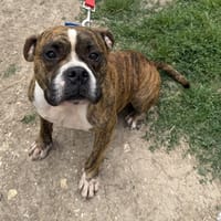 BOOBA, chien à adopter