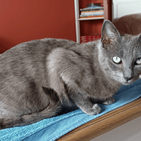 MILKA, chatte à adopter