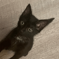 BAXTER PAB28822, chat à adopter
